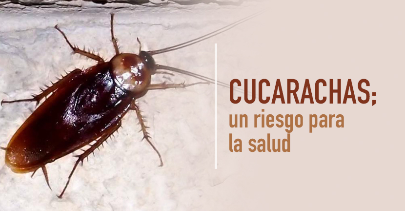imagen del articulo Cucarachas, un riesgo para la salud